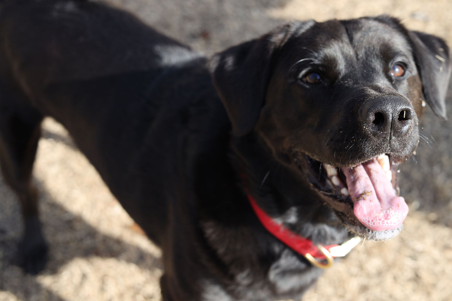 Black Dog Smiling